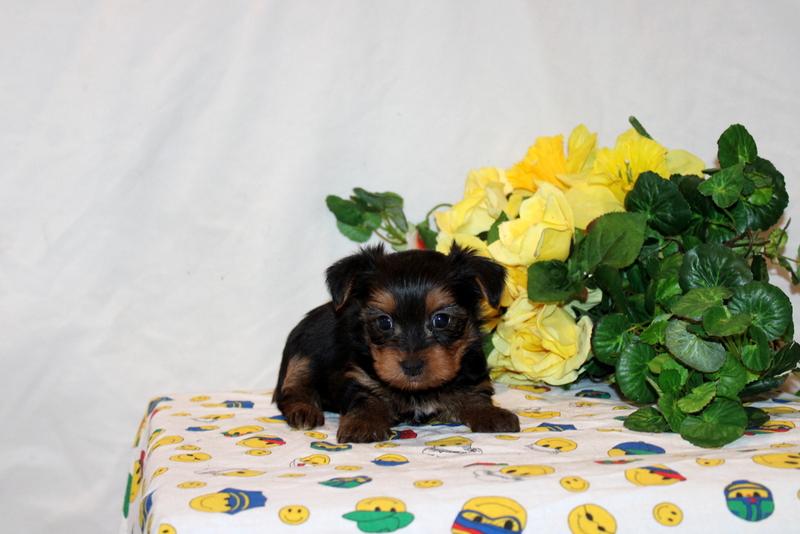 puppy, for, sale, Yorkshire Terrier, Matthew B. Stoltzfus, dog, breeder, Gap, PA, dog-breeder, puppy-for-sale, forsale, nearby, find, puppyfind, locator, puppylocator, aca